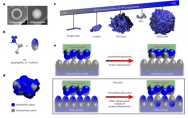 Nature Nanotechnology：多種生物活性蛋白的受控吸附使靶向肥大細胞納米治療成為可能
