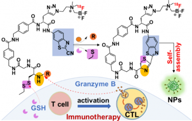ACS Nano：靶向顆粒酶B的智能PET顯像探針用于監測腫瘤對免疫治療早期應答