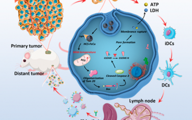 ACS Nano：溫和熱空心碳納米酶可作為焦亡誘導劑以增強抗腫瘤免疫治療