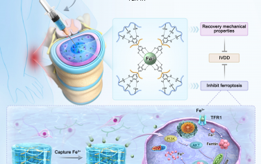 Science Advances：磁性吸引水凝膠重塑鐵代謝以進行組織修復