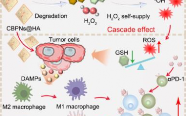 Biomaterials：雙金屬納米反應器介導的氧化應激級聯擴增用于實現互補的腫瘤化學動力學-免疫治療