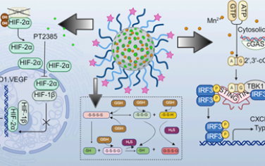 ACS Nano：含乏氧誘導因子2α抑制劑的錳摻雜納米顆粒用于治療von Hippel?Lindau蛋白缺陷腫瘤