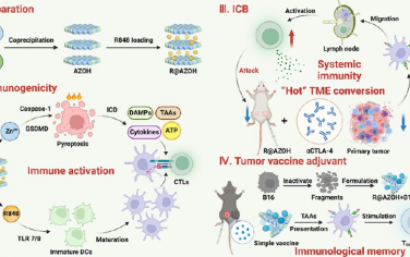 ACS Nano：水滑石誘導的焦亡結合Toll樣受體激活可雙重刺激先天免疫和適應性免疫