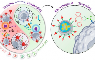 ACS Nano：持久減弱腫瘤pH-血小板連接以恢復(fù)對(duì)減積手術(shù)后殘留腫瘤的生物正交靶向