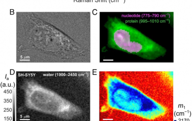 PNAS：水彎曲-振動作為水合作用的細胞拉曼成像探針