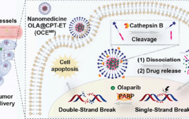 Nano Lett：靶向LRG1的喜樹堿納米膠束可同時(shí)遞送奧拉帕尼以增強(qiáng)結(jié)直腸癌化療