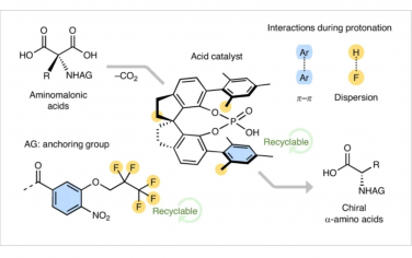 Nature Chemistry：氨基丙二酸不對稱脫羧質子化合成氨基酸的模塊化和多樣化