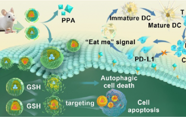 ACS Nano：氧化還原觸發、自噬誘導的PD-L1抑制納米平臺用于增強化學免疫聯合療法