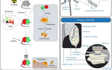 Nature Protocols：完整長骨細胞動力學的微創縱向活體內成像