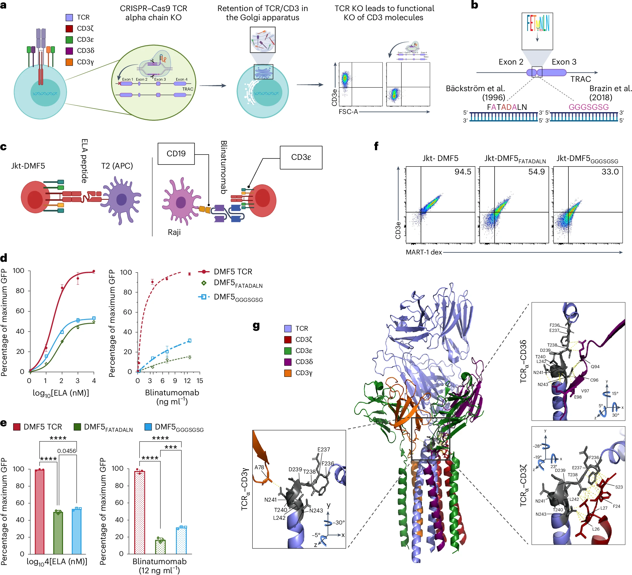 Nature BME：工程化異基因T細胞解耦T細胞受體和CD3信號傳導增強雙特異性抗體的抗腫瘤活性