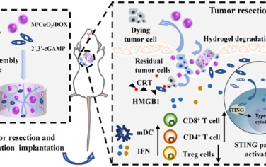ACS Nano：具有增強(qiáng)化學(xué)動(dòng)力學(xué)治療和重塑腫瘤微環(huán)境等性能的可注射兩性離子物理水凝膠用于協(xié)同抗癌治療