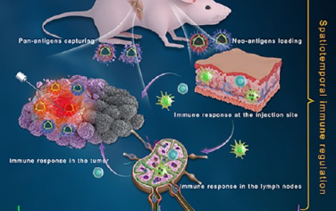 ACS Nano：具有時(shí)空免疫效應(yīng)的三位一體納米疫苗系統(tǒng)用于腫瘤射頻消融術(shù)后的輔助治療