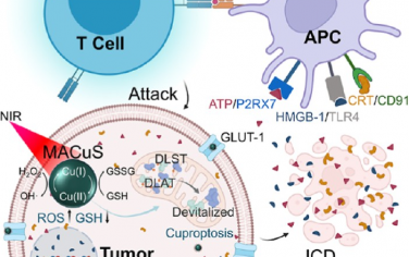 ACS Nano：靶向腫瘤代謝的Cu2-xS納米藥物可介導(dǎo)光熱性銅死亡和免疫激活