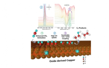JACS：氧化物衍生銅上增強(qiáng)電化學(xué) CO2 還原和 C?C 耦合的原位紅外光譜證據(jù)