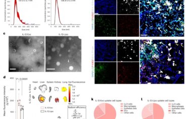 Nature Nanotechnology：通過可吸入細胞外囊泡遞送IL-12mRNA實現肺癌治療和促進全身免疫