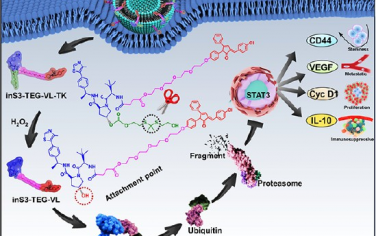Nano Lett：降解STAT3的PROTAC前藥可通過化學(xué)重編程癌癥干細(xì)胞以促進(jìn)抗肝細(xì)胞癌免疫