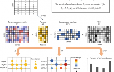 Nature Methods：一種新的貝葉斯因子分析方法改進了單細胞CRISPR篩選中受擾動影響的基因和生物過程的檢測