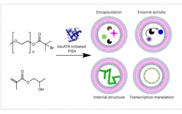 Nature Chemistry：生物催化聚合誘導自組裝合成人工細胞