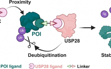 JACS：USP28基去泛素酶靶向嵌合體用于癌癥治療