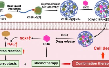 ACS Nano：超分子自組裝納米藥物用于增強(qiáng)鐵死亡治療