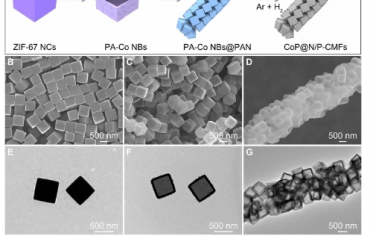 Science Advances：由 N，P 共摻雜碳大孔纖維與 CoP 納米顆粒實現的可折疊無陽極鈉電池