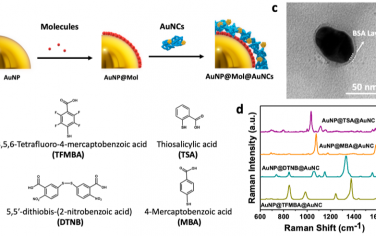 JACS：金納米粒子上硫分子通過(guò)金納米團(tuán)簇電荷轉(zhuǎn)移的光譜鑒定