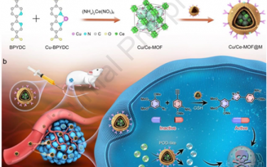 Biomaterials：原位激活仿生單位點生物正交納米酶以用于腫瘤特異性聯合治療