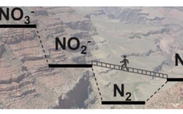 Angew：電催化氧化NH3生成NO2-而非N2