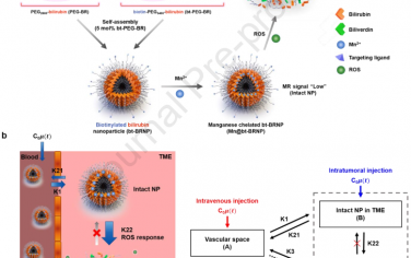 Biomaterials：在腫瘤微環境中實現無創的ROS成像和藥物遞送監測