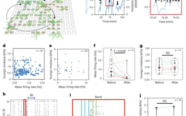 Nature Nanotechnology：亞細胞分辨率的機械刺激和電生理監測揭示了網絡內神經元的不同機械相應