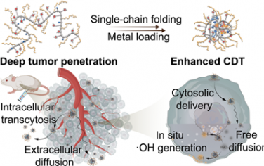 JACS：高效胞質(zhì)遞送單鏈聚合人工酶以實(shí)現(xiàn)細(xì)胞內(nèi)催化和化學(xué)動(dòng)力學(xué)治療
