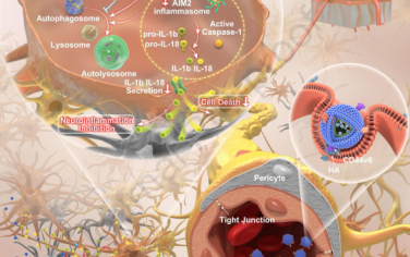 Biomaterials：侵襲性轉移瘤偽裝的ROS響應性納米系統用于靶向治療心臟停搏后腦損傷