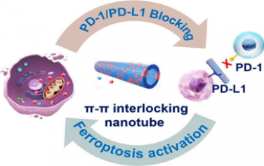 Nano Lett：利用交叉鏈π?π聯鎖協同增強免疫檢查點阻斷和鐵死亡