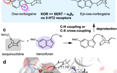 Nature Communications：Oxa-Iboga生物堿缺乏心臟風險并在動物模型中干擾阿片類藥物的使用