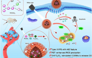 ACS Nano：雙模式活性氧刺激的一氧化碳釋放用于實現腫瘤光動力-氣體協同治療