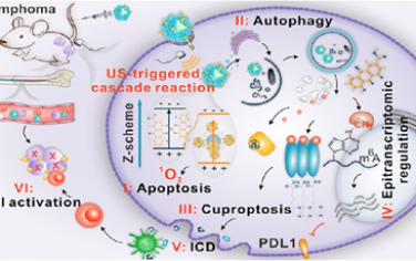 ACS Nano：UiO-66 MOFs基Epi-納米聲敏劑用于實現超聲驅動的B細胞淋巴瘤級聯免疫治療