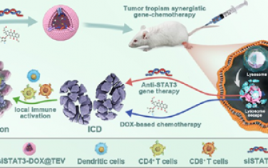 ACS Nano：腫瘤源性細胞外囊泡可通過腫瘤趨向性化學基因療法實現三陰性乳腺癌局部免疫激活