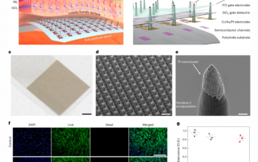 Nature Nanotechnology：基于液態金屬的三維微電極陣列與可植入超薄視網膜假體相結合用于視力恢復