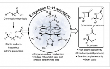 Nature Catalysis：酶促C–H酰胺化立體選擇性構建β-、γ-和δ-內酰胺環