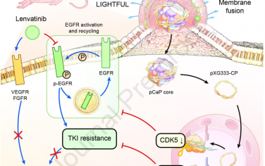 Biomaterials：LIGHTFUL納米藥物可克服EGFR介導的耐藥性以增強基于酪氨酸激酶抑制劑的HCC癌治療