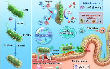 Nano Lett：具有原位礦化納米催化劑和靶向生物包覆層的益生菌用于治療炎癥性腸病