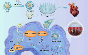 ACS Nano：納米顆粒-貼片系統可向梗死心肌局部、有效和持續地遞送miRNA以減輕心肌缺血-再灌注損傷