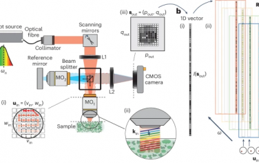 Nature Photonics：用于超快3D無標記顯微鏡的多光譜反射矩陣
