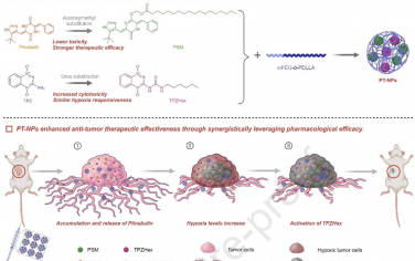Biomaterials：共遞送普那布林和替拉扎明可通過同時破壞腫瘤血管和殺死腫瘤細胞增強抗腫瘤療效