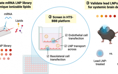 Nano Lett：預測性高通量平臺用于mRNA脂質納米顆粒血腦屏障轉染和穿越的雙重篩選