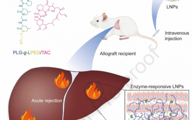 Biomaterials：免疫抑制的酶響應性納米顆粒用于增強在肝移植中的積累以克服急性排斥反應