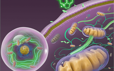 ACS Nano：熒光納米電纜作為生物醫學工具：由天然產物形成的細胞內自組裝連接和同步線粒體