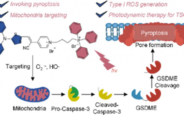 ACS Nano：靶向線粒體的AIEgens可作為熱亡誘導(dǎo)劑以增強(qiáng)舌鱗癌I型光動力治療