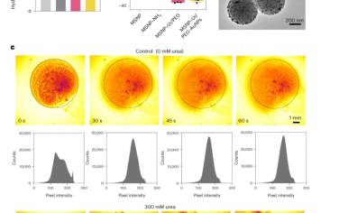 Nature Nanotechnology：用于放射性核素膀胱癌癥治療的納米機器人