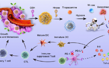 ACS Nano：觸發級聯激活的納米平臺可緩解乏氧以實現NIR-II成像指導的腫瘤免疫治療